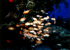 fish.gif (34858 bytes)